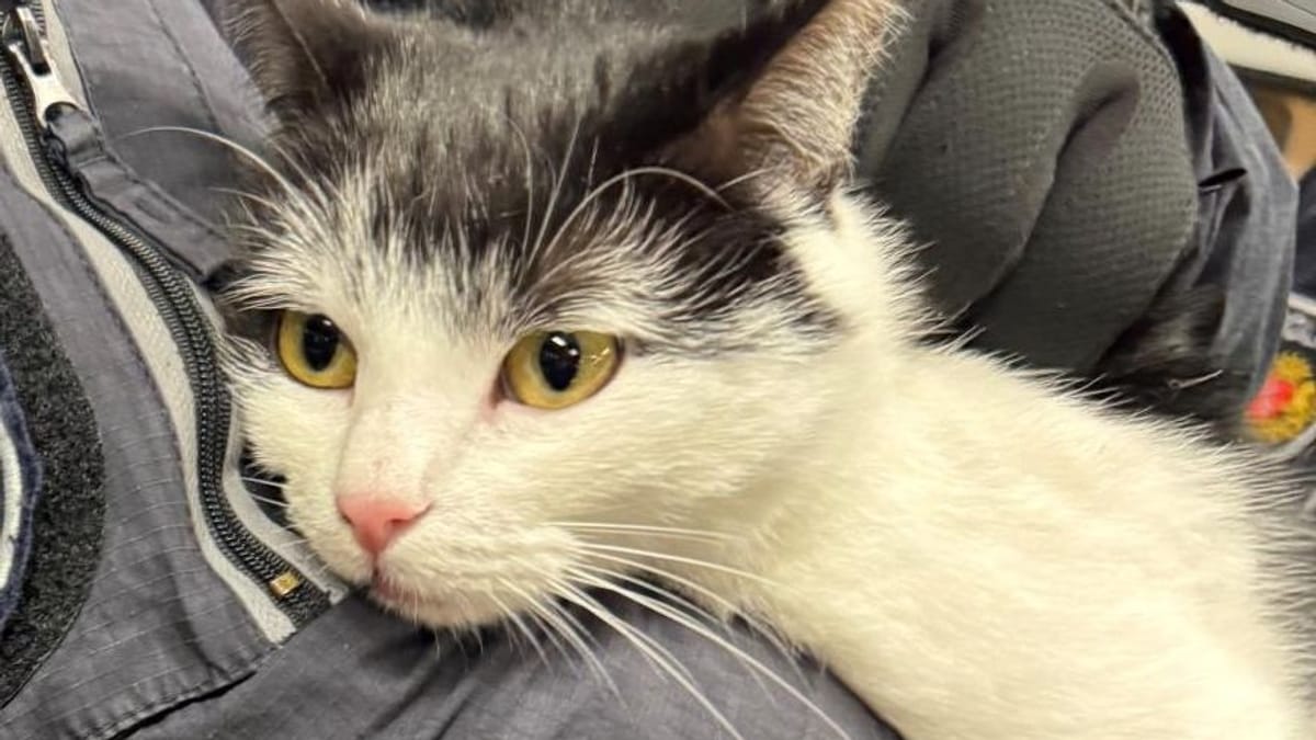 Bei Bremen: Katze Shila liebt die Deutsche Bahn – und büxt regelmäßig aus