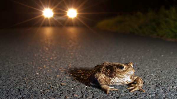 Amphibienwanderung: Diese Heiligenhauser Straße ist ab sofort gesperrt