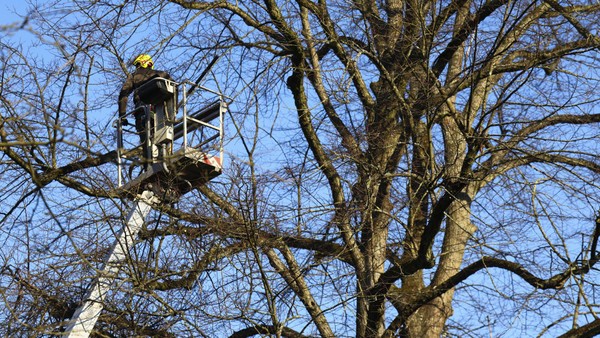 Tödlicher Unfall bei Baumpflege: Arbeiter stürzt aus Krankorb in 15 Metern Höhe