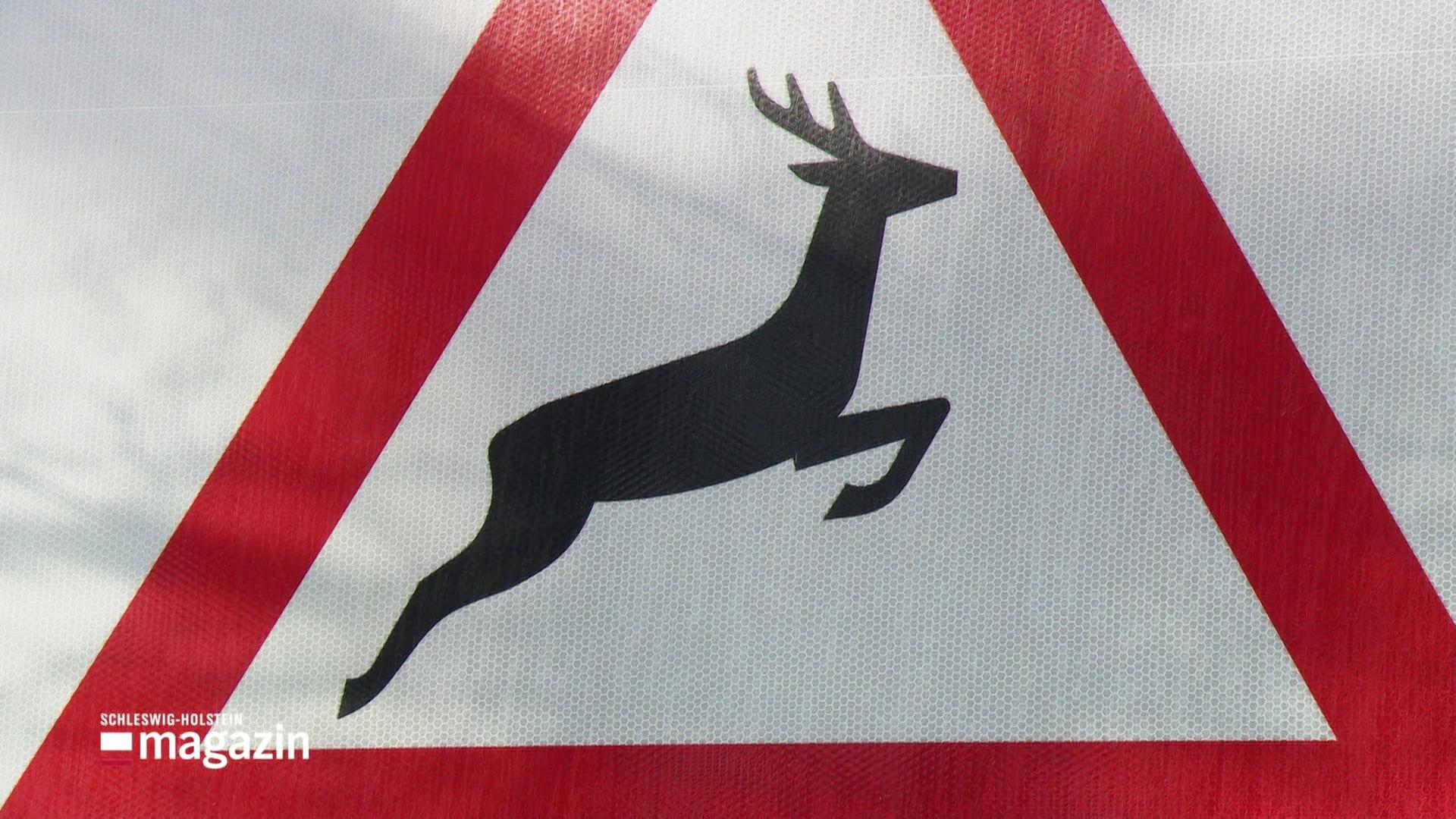 B76-Umleitung führt zu mehr Wildunfällen