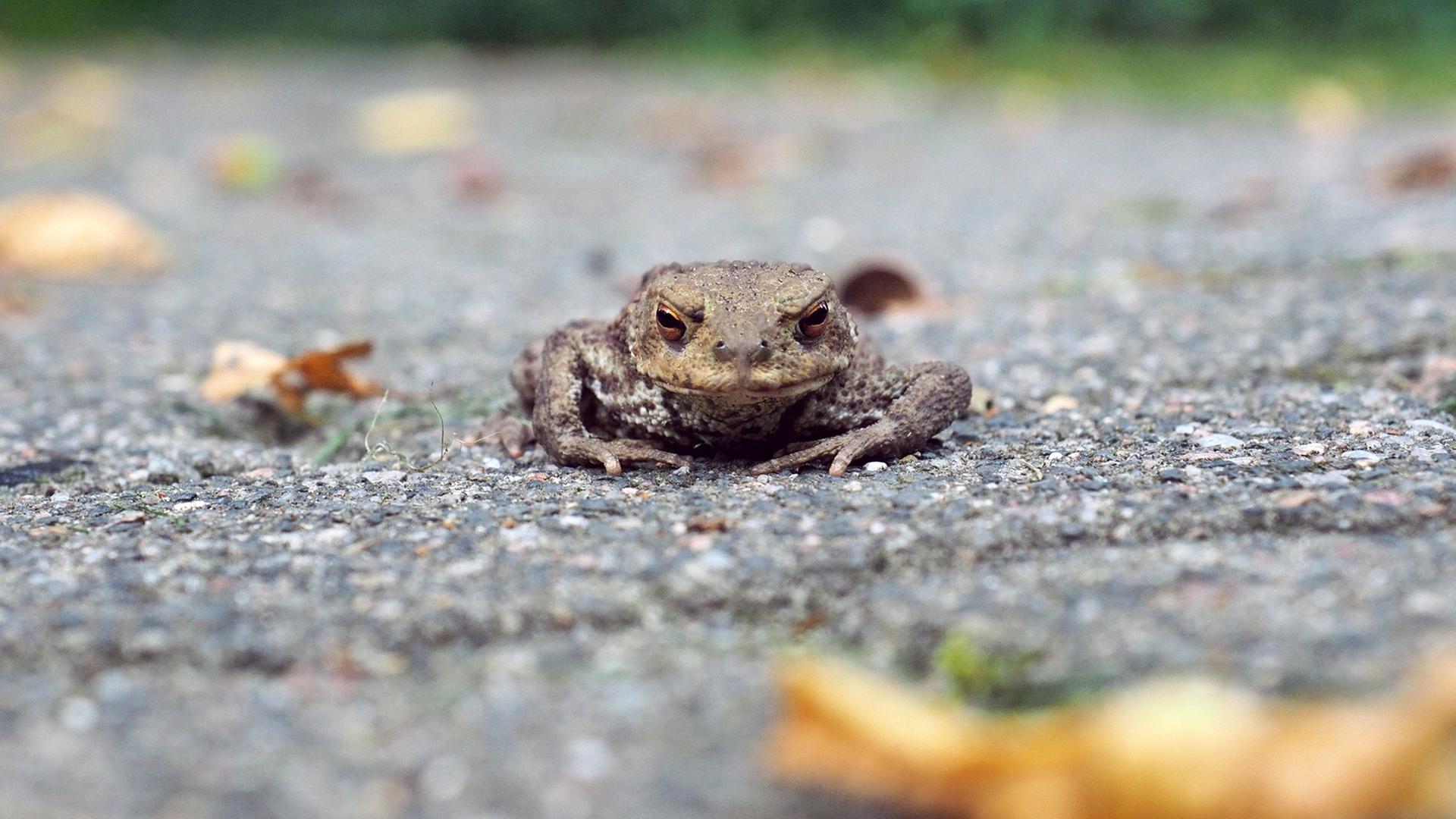 Wegen Krötenwanderung: Tempo 30 in Rogahner Straße Schwerin