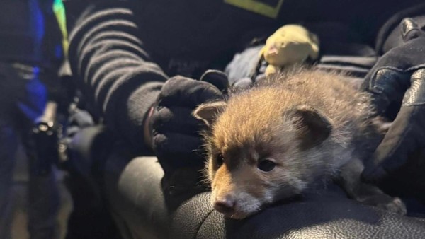 Dieb hat Fuchs in Jackentasche: Wie es dem Jungtier jetzt geht
