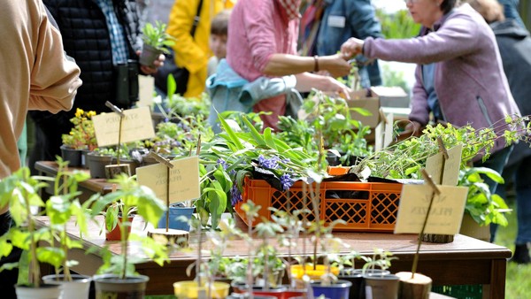 Haussanierung, Pflanzentausch, Fahrräder: Familienfest lockt mit buntem Programm