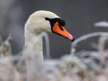 Einer im Gleisbett, einer auf dem Balkon: Schwäne legen die U-Bahn lahm und halten die Polizei auf Trab
