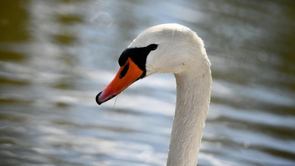 Lebendiger Schwan im Gleisbett – U3 kann halbe Stunde nicht fahren
