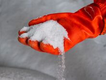 „Verstößt gegen das Verbot, Bäumen zu schaden“: Auch „Baumentscheid“-Mitbegründer will Berliner Streusalz-Verfügung anfechten