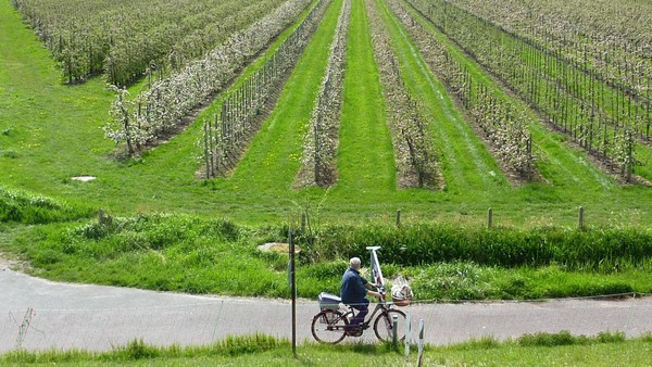 Raus ins Alte Land! Diese Radtour führt durch ein Blütenmeer