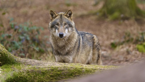 Sylt fürchtet den Wolf: Jäger fordert Wildtierkameras auf Hindenburgdamm